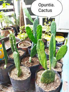 Spineless Opuntia Cactus