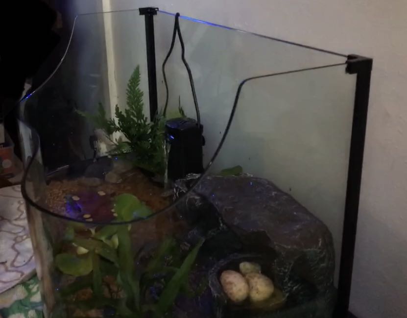 Terrapin/Turtle Tank, Pet Supplies, Homes & Other Pet Accessories on ...