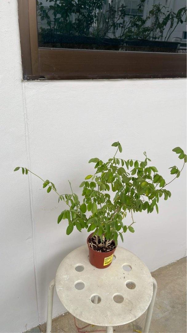 Butterfly Pea Plant, Furniture & Home Living, Gardening, Plants & Seeds