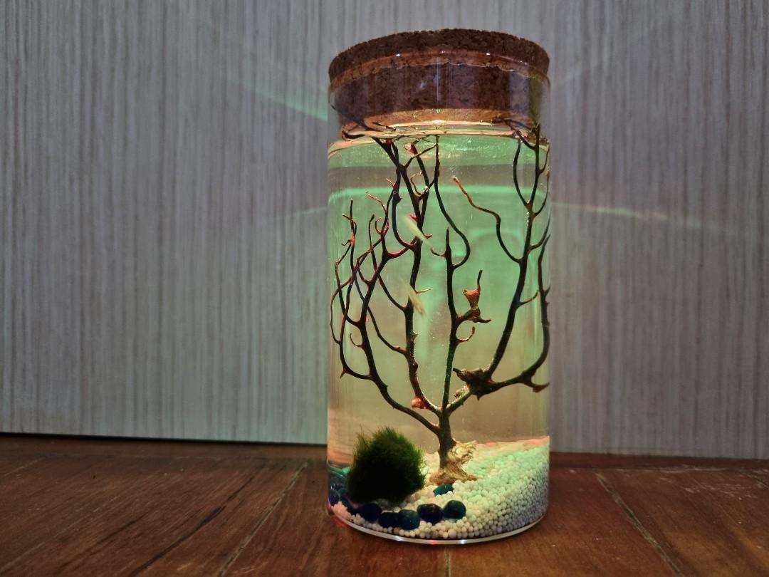 Ecosphere Terrarium, Furniture & Home Living, Home Decor, Other Home ...