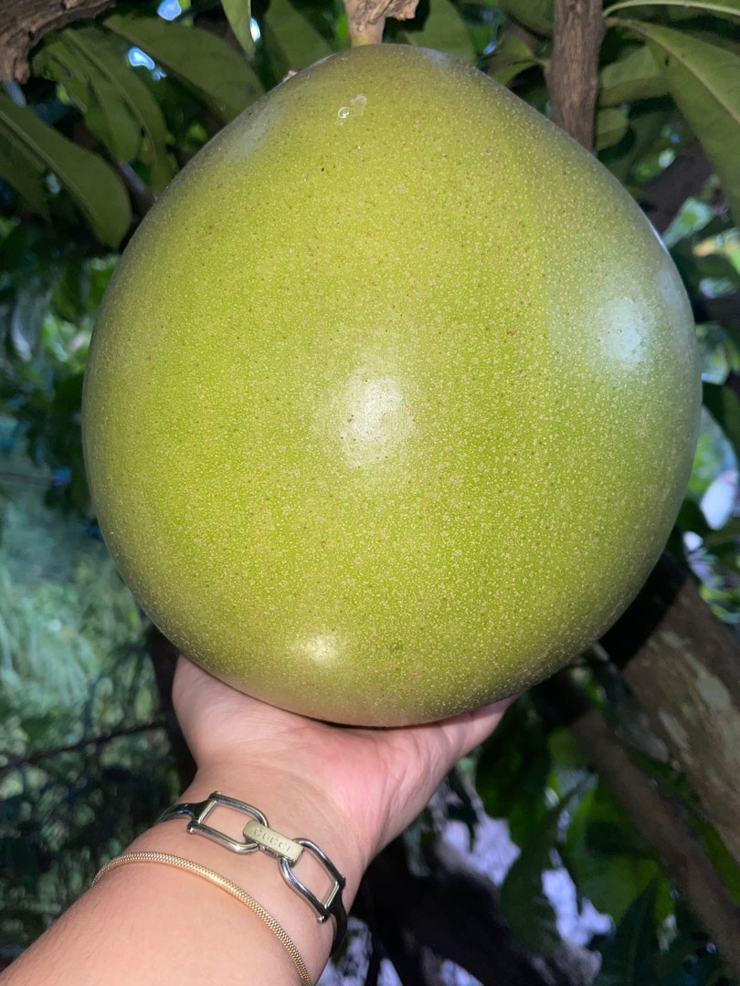 Miracle Fruit Calabash, Food & Drinks, Fresh Produce on Carousell