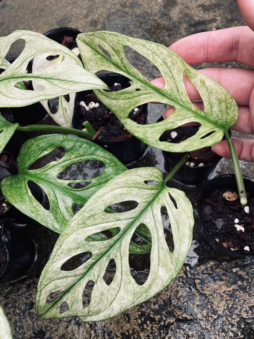 Monstera Adansonii Archipelago Albo Variegated, Furniture & Home Living