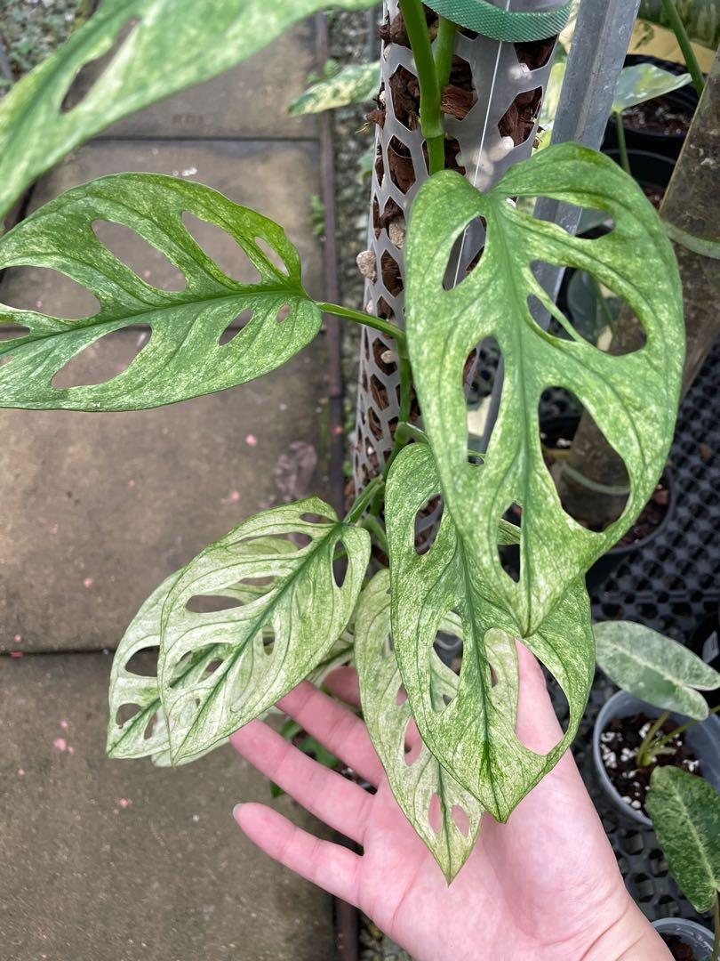 Monstera Adansonii Archipelago Albo Variegated, Furniture & Home Living
