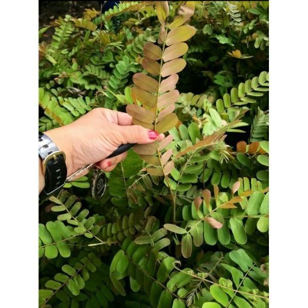 Palawan Cherry Blossom, Furniture & Home Living, Gardening, Plants