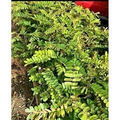 Palawan Cherry Blossom, Furniture & Home Living, Gardening, Plants