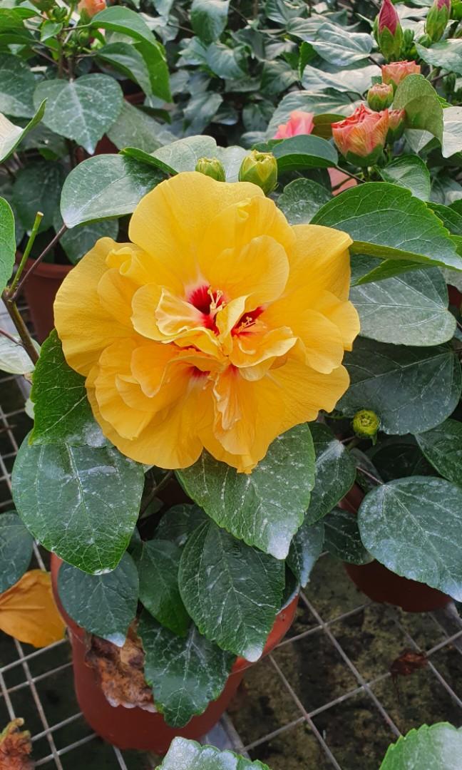 Plant - Asst Hibiscus Multi Petal?, Furniture & Home Living, Gardening,  Plants & Seeds on Carousell