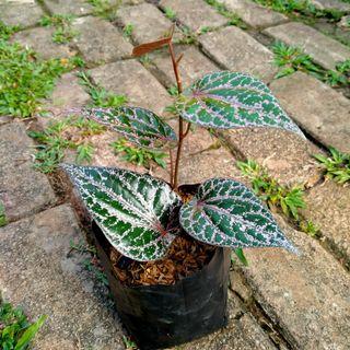 Tanaman Sirih Merah