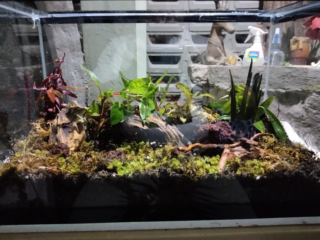 Terrarium in 5 gals glass box aquarium actual photos, Furniture & Home
