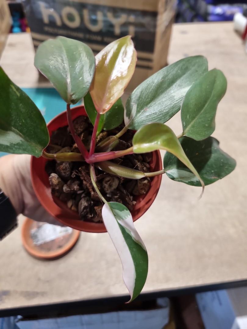 Tissue culture pink princess, Furniture & Home Living, Gardening