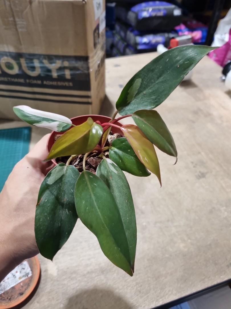 Tissue culture pink princess, Furniture & Home Living, Gardening