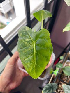 Alocasia Micholitziana variegata “frydek”
