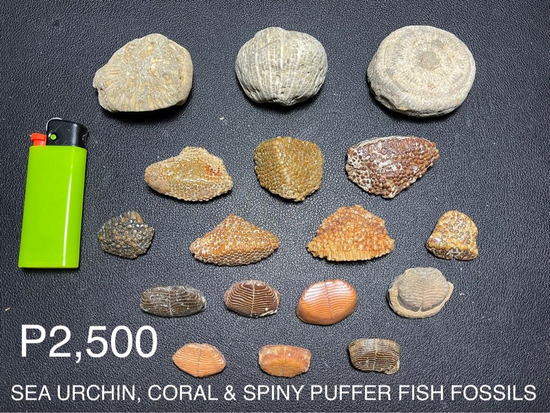 Collection of Megalodon shark fossil, coral fossils, sea shell fossils ...