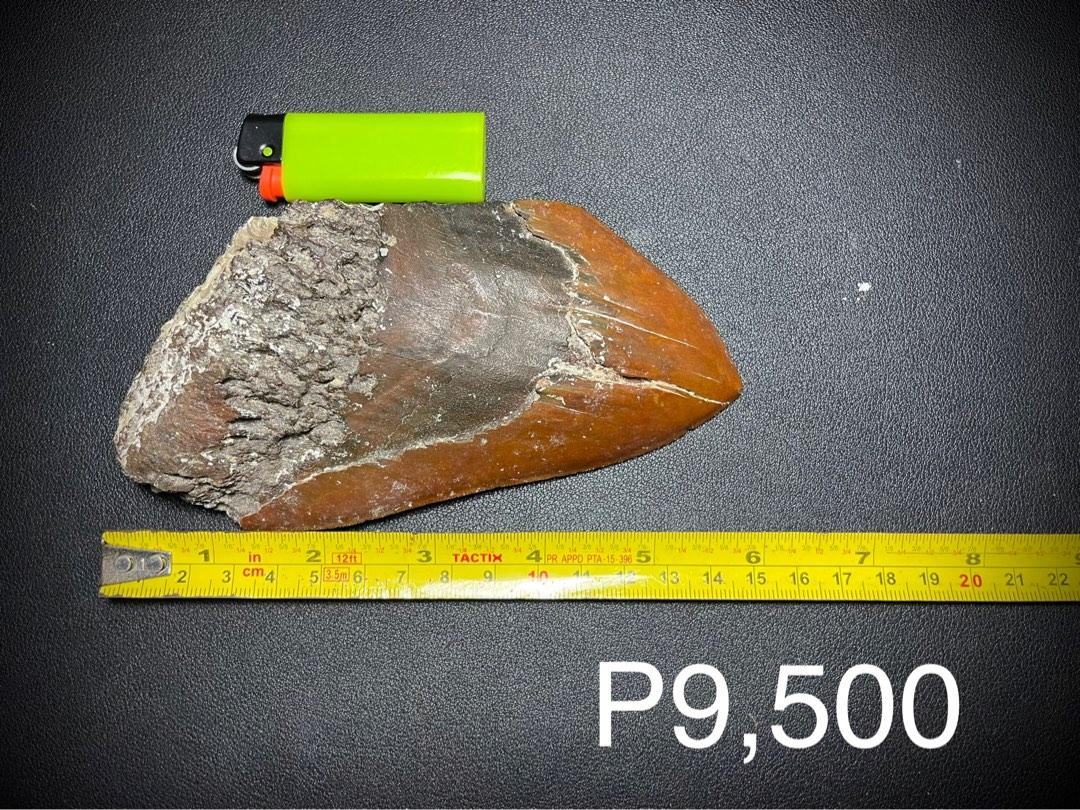 Collection of Megalodon shark fossil, coral fossils, sea shell fossils ...