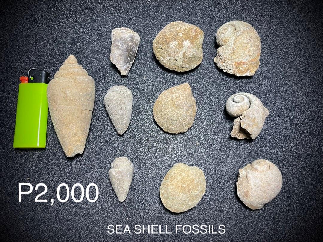 Collection of Megalodon shark fossil, coral fossils, sea shell fossils ...