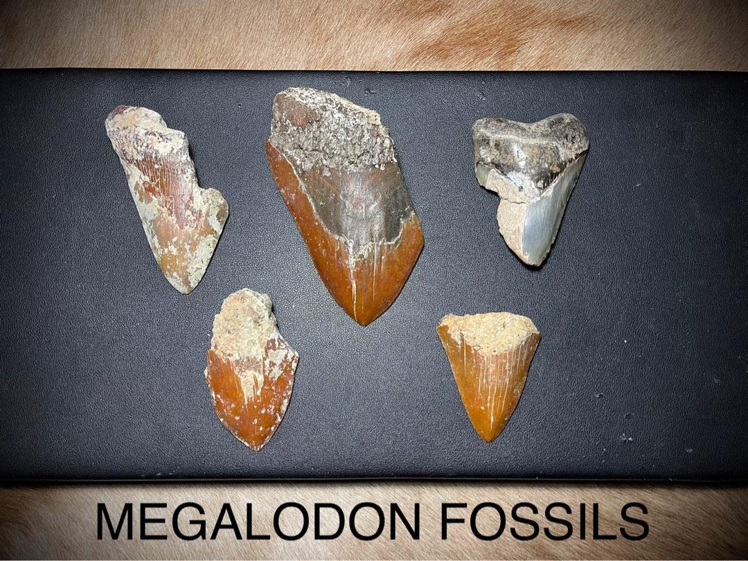 Collection of Megalodon shark fossil, coral fossils, sea shell fossils ...
