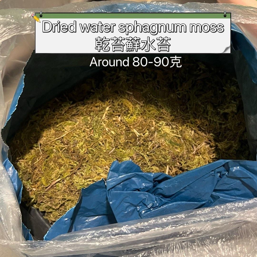 Dried Sphagnum Water Moss Bonsai 天然水草千苔蘚爬寵墊材蘭花石斛食