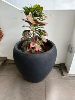 Large plant flower pot