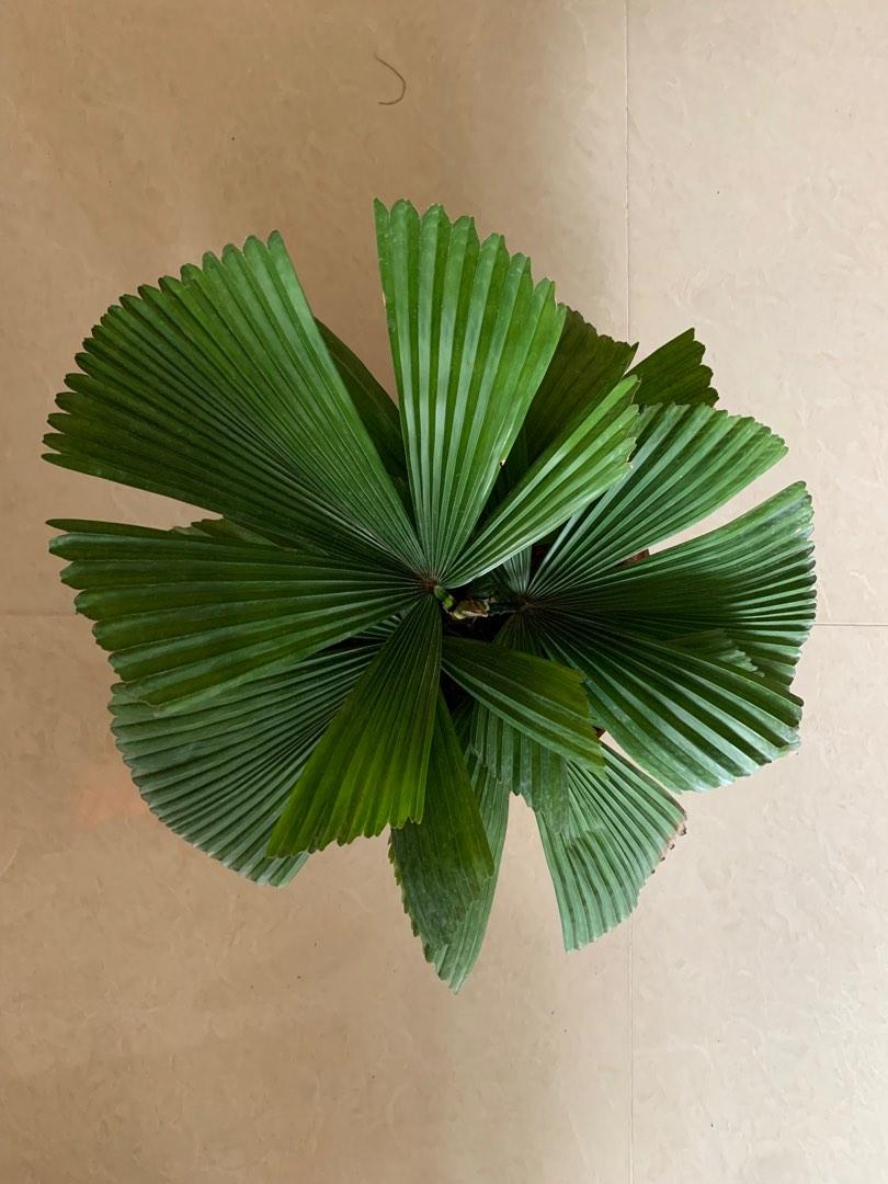 licuala orbicularis split leaves, Furniture & Home Living, Gardening