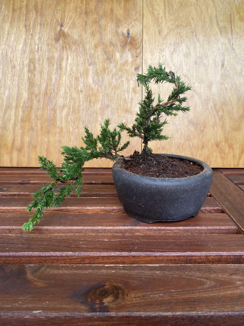 Mini juniper bonsai juniperus, Furniture & Home Living, Gardening