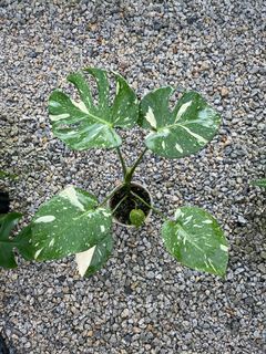 (Category: ) located in . Submitted by foliageoverdose (Listing ID 1181486132, Image 1). Description: .