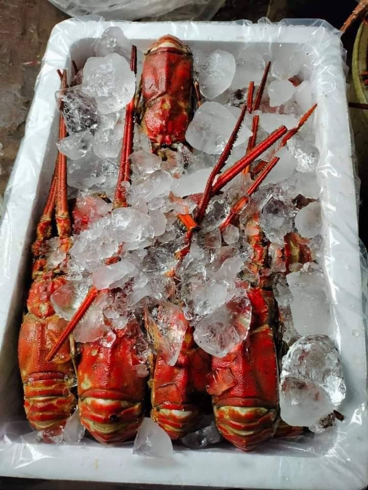 Red Lobsters, Food & Drinks, Fresh Produce on Carousell
