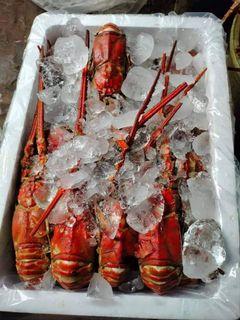Red Lobsters