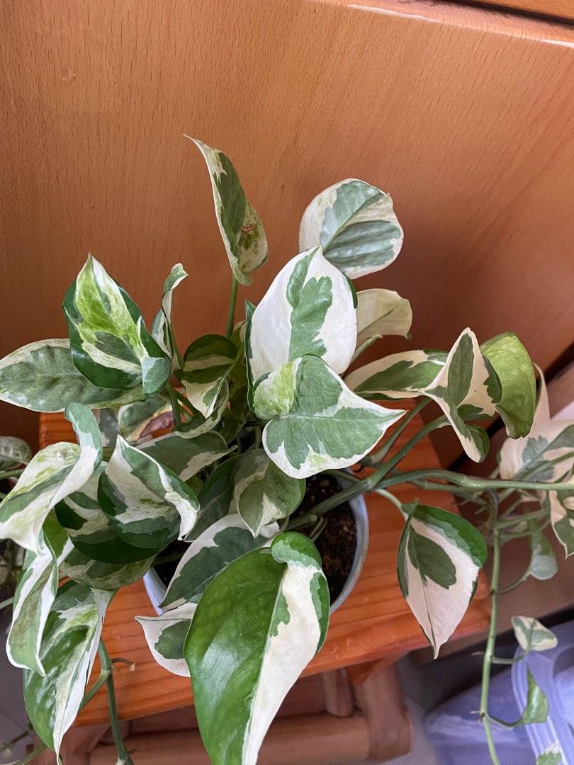 Variegated money plants, Furniture & Home Living, Gardening, Plants