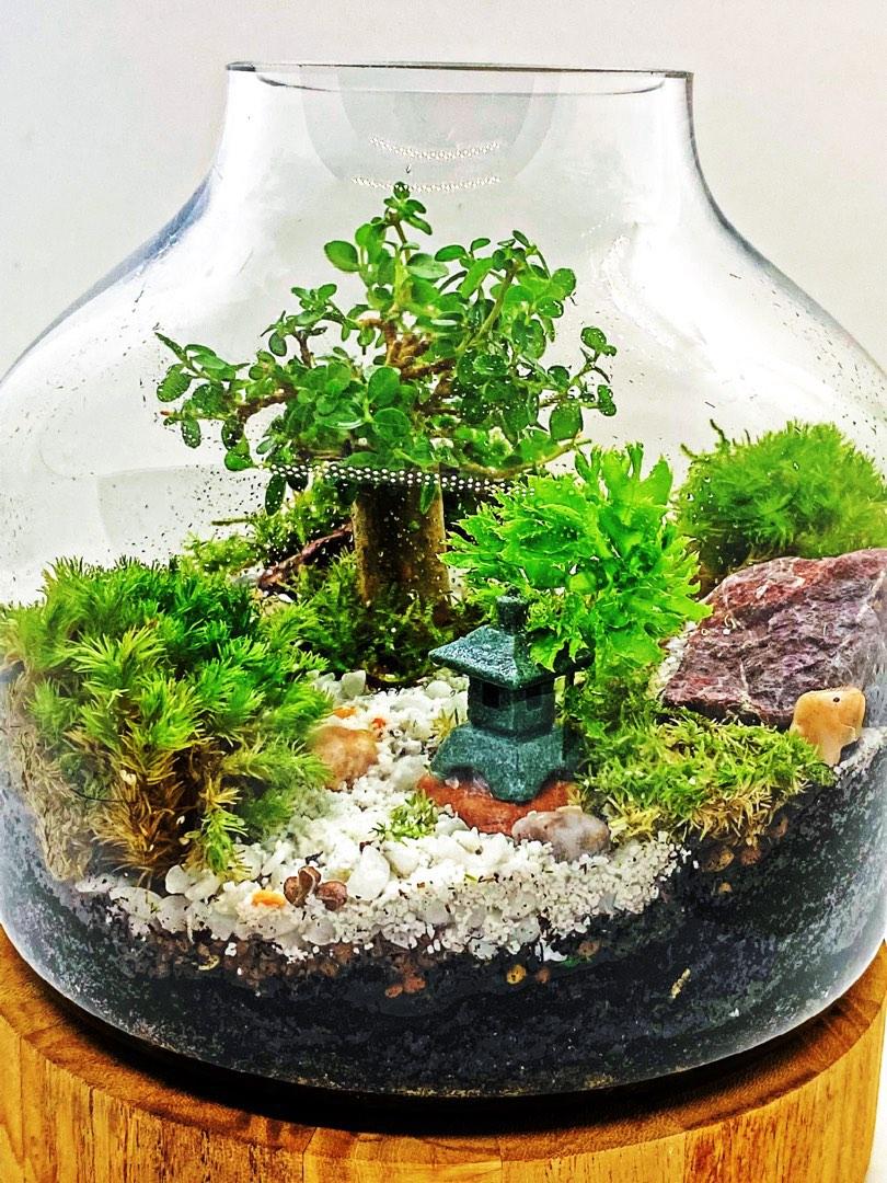Zen Premna Bonsai terrarium, Furniture & Home Living, Gardening, Plants
