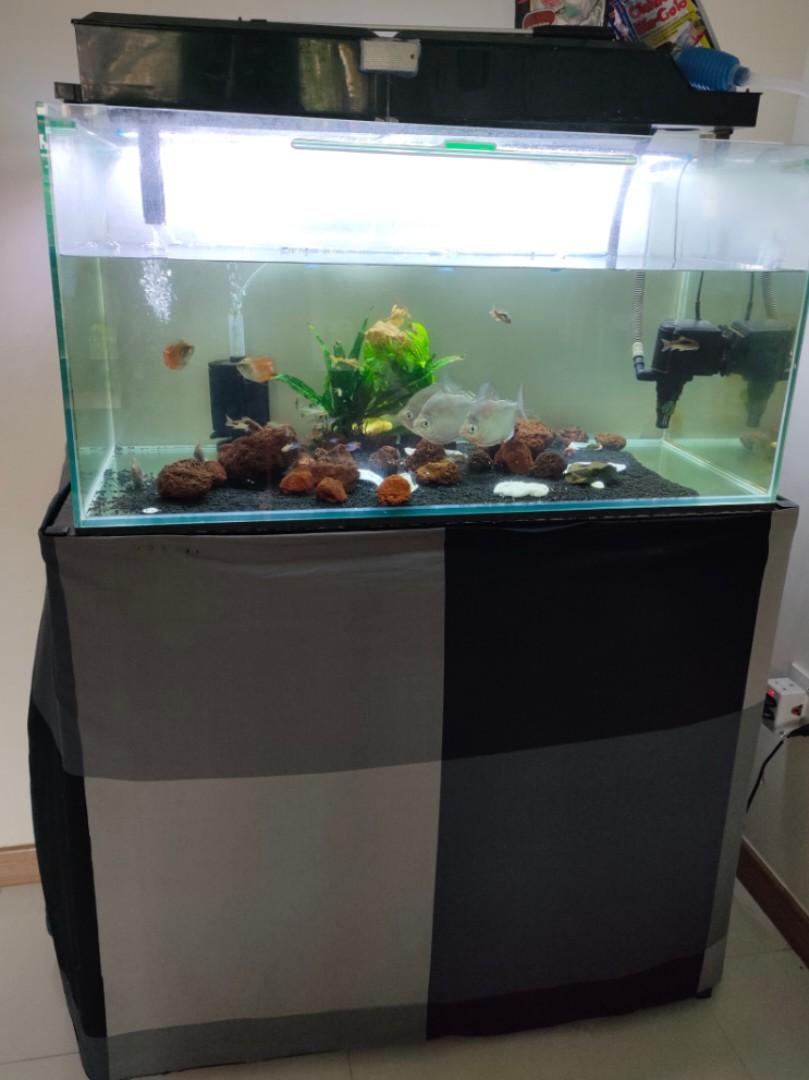 3ft fish tank with stand and fishes, Pet Supplies, Homes & Other Pet
