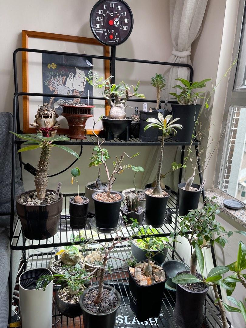 塊根植物三層架工業風 傢俬 家居 園藝 盆栽 Carousell