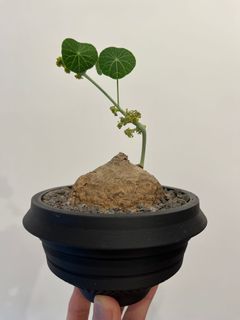 N/OH × BOTANIZE marble SSサイズ/中古品 植木鉢 N/OH × BOTANIZE marble SSサイズ/中古品 植木鉢 鉢・ボウル :: 21cm