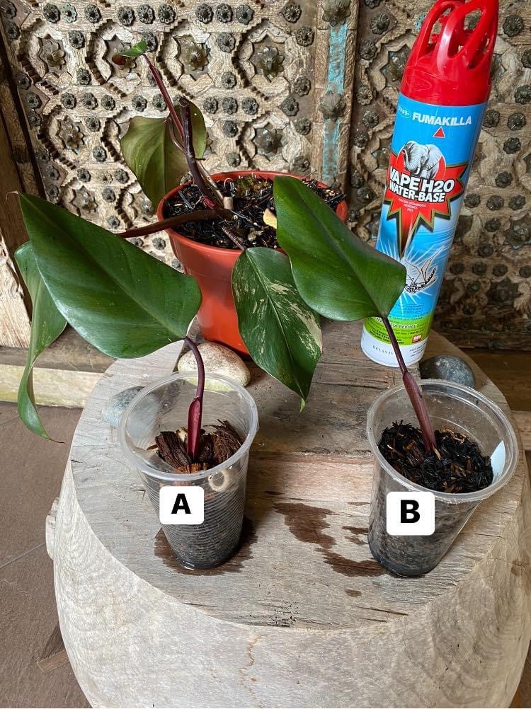 Philodendron strawberry shake revert, Furniture & Home Living, Gardening, Plants & Seeds on