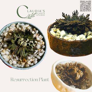 Resurrection Plant on Japanese Pots