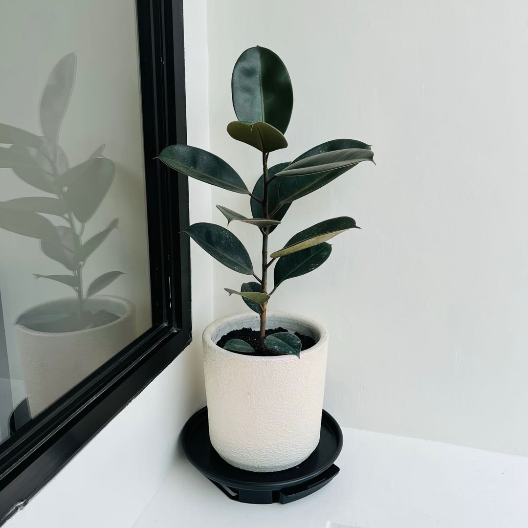 Rubber Tree (with pot ) Furniture Home Living Gardening Plants