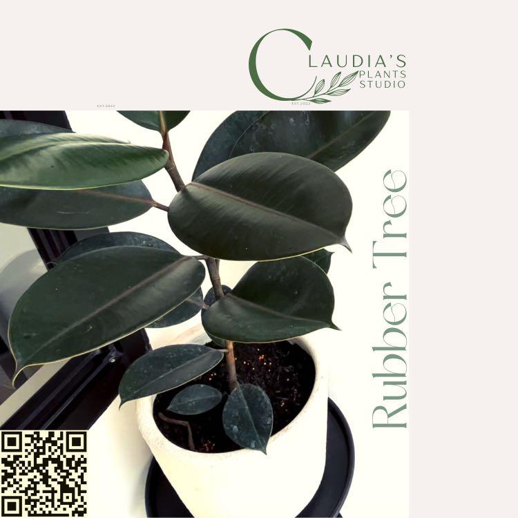 Rubber Tree (with pot ) Furniture Home Living Gardening Plants