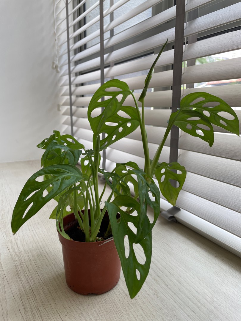 Swiss cheese plant, Furniture & Home Living, Gardening, Plants & Seeds