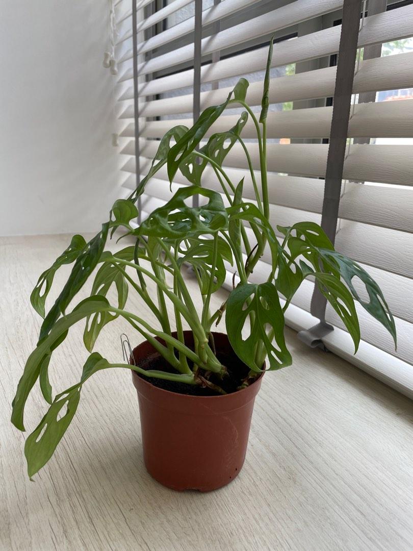 Swiss cheese plant, Furniture & Home Living, Gardening, Plants & Seeds