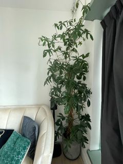 （分類：）位於 。 由 migara 提交（商品編號 1181624795，圖片 1）。簡介： 。
