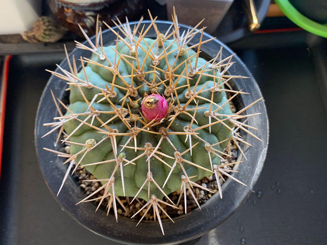 一物一拍實生老椿仙人球近13cm十四棱勇將丸連三腳日式盆 傢俬 家居 園藝 盆栽 Carousell