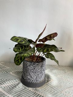 （分類：）位於 。 由 hazylab 提交（商品編號 1176331716，圖片 1）。簡介： 。