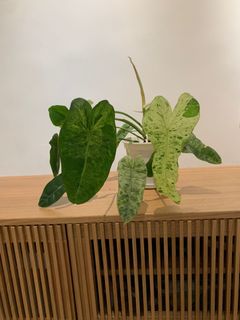 （分類：）位於 。 由 kw8dkrh54f 提交（商品編號 1176279722，圖片 1）。簡介： 。