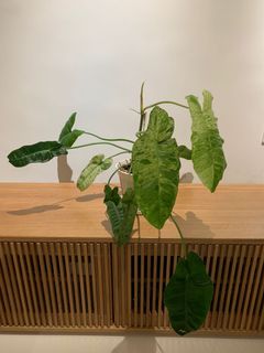（分類：）位於 。 由 kw8dkrh54f 提交（商品編號 1176279886，圖片 1）。簡介： 。