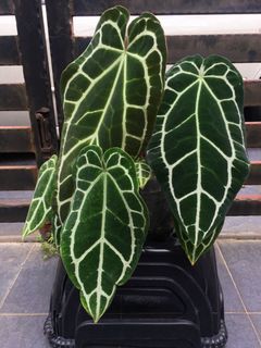 (Category: ) located in . Submitted by dh.plants (Listing ID 1176371831, Image 1). Description: .