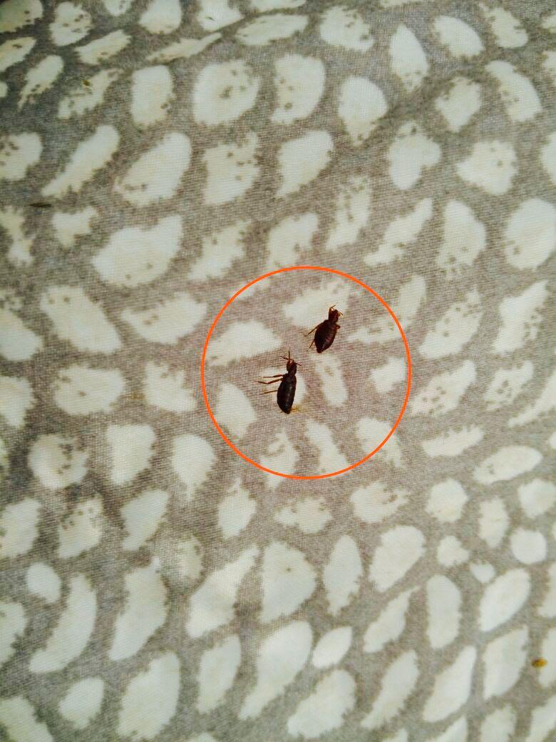 Effective Bed Bug Control Specialist,Affordable Rates, Pest Control, Bed bug, Treatment