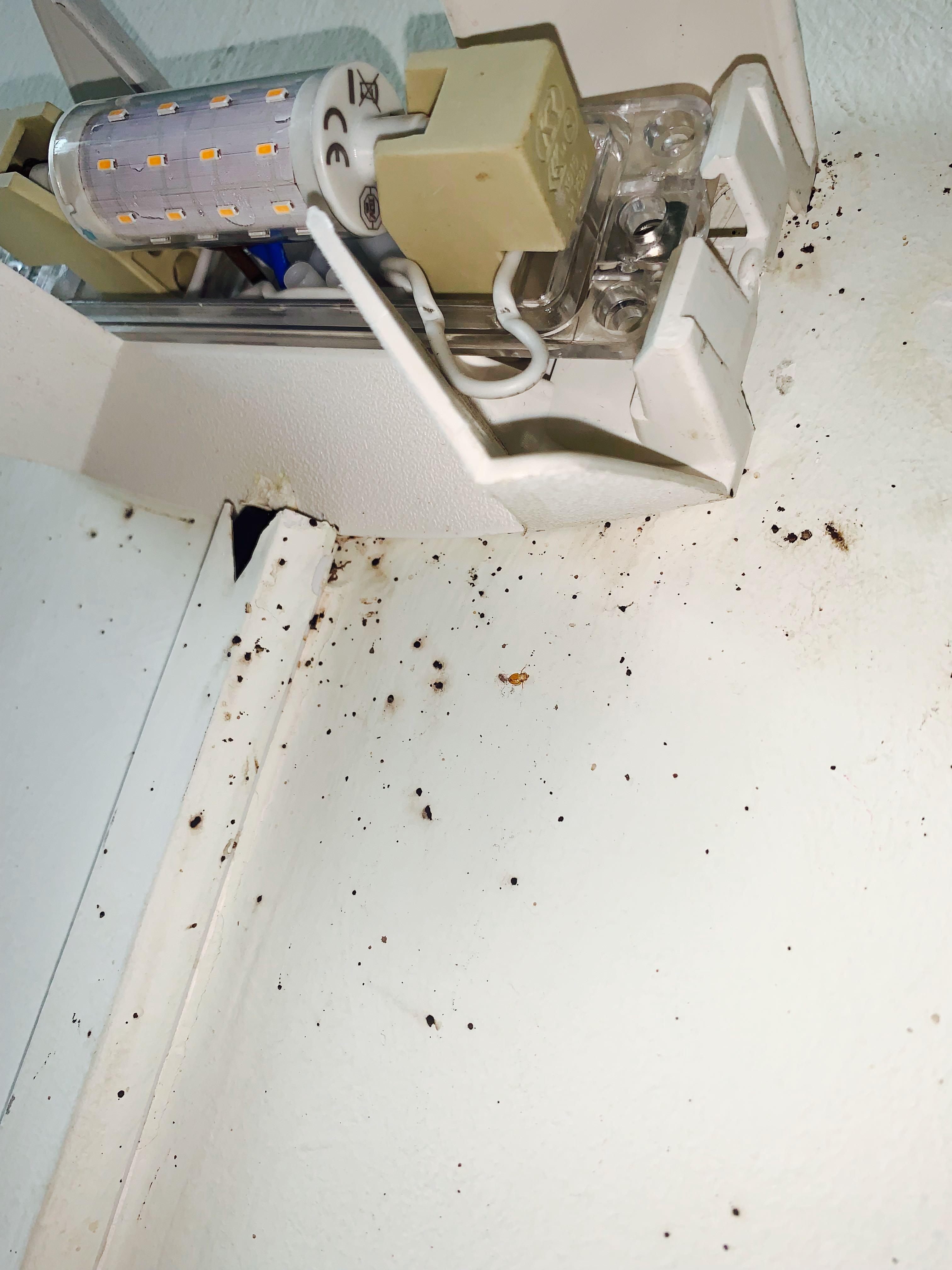 Effective Bed Bug Control Specialist,Affordable Rates, Pest Control