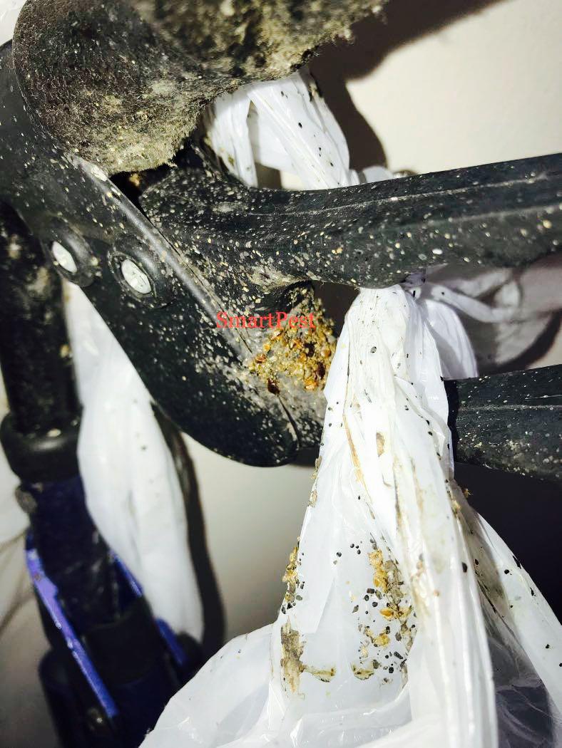 Effective Bed Bug Control Specialist,Affordable Rates, Pest Control, Bed bug, Treatment