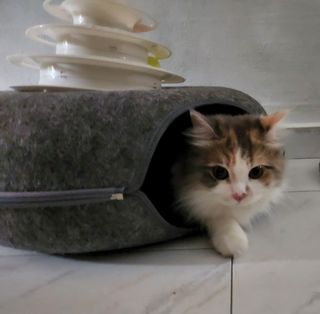 (Category: ) located in . Submitted by ocicat (Listing ID 1176331957, Image 1). Description: .