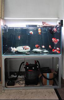 Custom Fish Tank and Cabinets