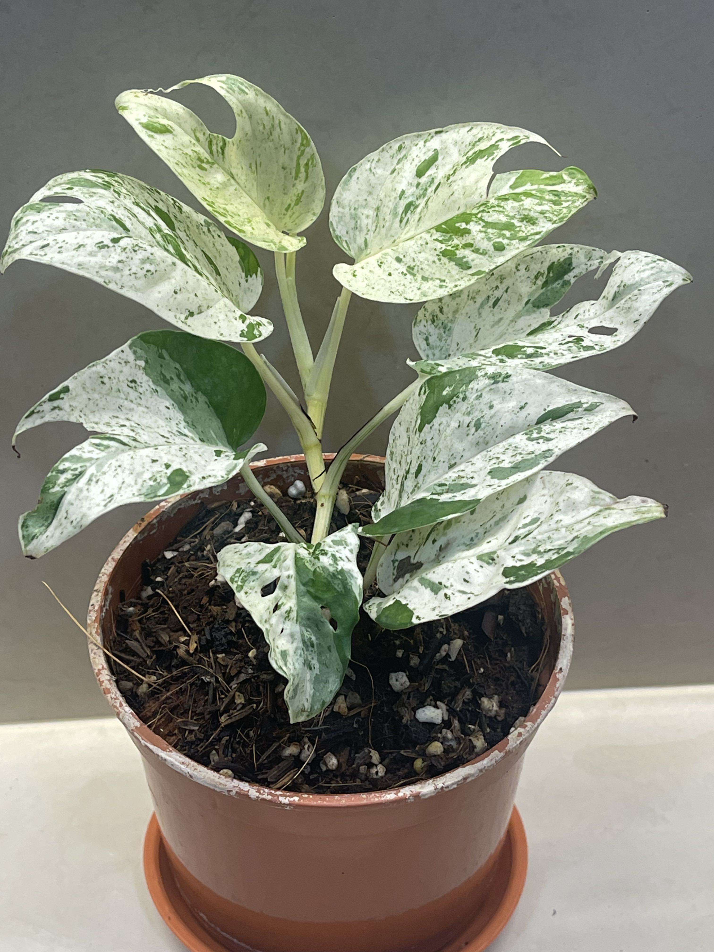 Epipremnum Marble (Thailand) not the normal Epi Marble Queen