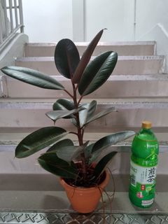 (Category: ) located in . Submitted by foliagesg (Listing ID 1176439826, Image 1). Description: .